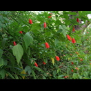 Weiter öffnen sich diese Blüten nicht